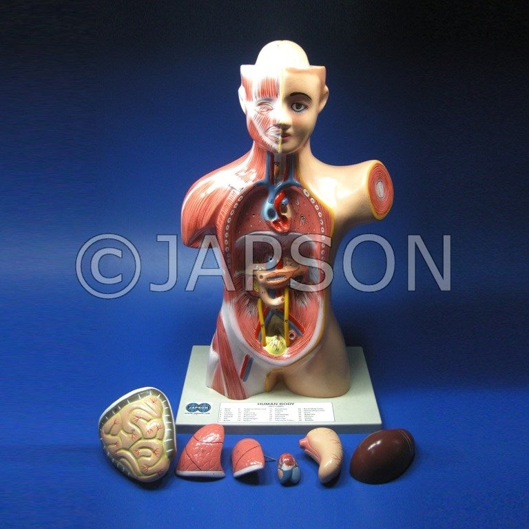 Human Torso Model, Mini 2 Human Torso Model, Mini 2